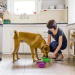 Kytely Collapsible Pet Bowls - 2 Pack