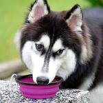 Kytely Collapsible Pet Bowls - 2 Pack