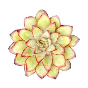 Echeveria Mexican Pulidonis Succulent Wedding Favor