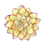 Echeveria Mexican Pulidonis Succulent Wedding Favor