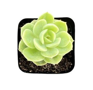 Live Echeveria Succulent in 2" Pot - Wedding Favor
