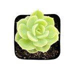 Live Echeveria Succulent in 2" Pot - Wedding Favor