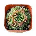 Live Rosularia Platyphylla Succulent in 2" Pot