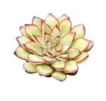 Echeveria Mexican Pulidonis Succulent Wedding Favor