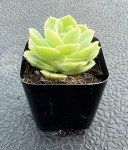 Live Echeveria Succulent in 2" Pot - Wedding Favor