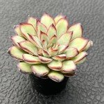 Echeveria Mexican Pulidonis Succulent Wedding Favor
