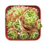 Live Rosularia Platyphylla Succulent in 2" Pot
