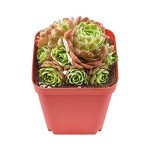 Live Rosularia Platyphylla Succulent in 2" Pot