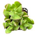 Tree Stonecrop Succulent in 2" Pot for Weddings