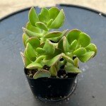 Tree Stonecrop Succulent in 2" Pot for Weddings