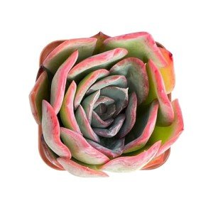 Echeveria Morning Dew Live Succulent Wedding Favor