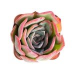 Echeveria Morning Dew Live Succulent Wedding Favor