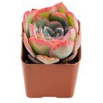 Echeveria Morning Dew Live Succulent Wedding Favor