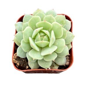 Echeveria Derenbergii Succulent Plant for Weddings