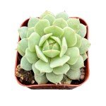 Echeveria Derenbergii Succulent Plant for Weddings