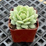 Echeveria Derenbergii Succulent Plant for Weddings