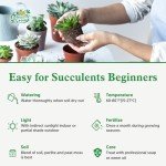 Echeveria Derenbergii Succulent Plant for Weddings