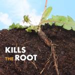 Spectracide Weed Stop Concentrate for Lawns, 1 Gallon