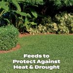 Scotts Southern Lawn Fertilizer for 15,000 sq. ft