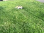 Zipmow RC Robotic Lawn Mower
