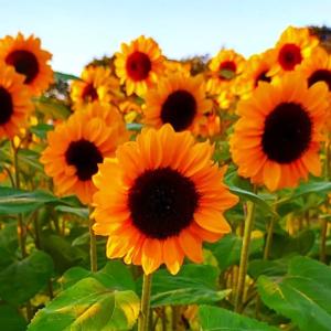 TomorrowSeeds - Orange F1 Sunflower Seeds - 30+ Count - for 2026 Planting Hybrid Giant Sunflowers Pollenless Pink Red Cutting Flower Garden Flowers Grow Your Own Home Farm Patio Healthy Sustainable