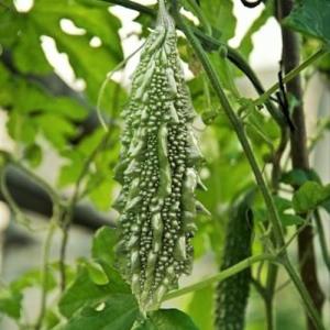 TomorrowSeeds - Black Pearl Bitter Melon Seeds - 15+ Count - for 2026 Planting Indian Bitter Gourd Karela Balsam Pear Fu Qua F1 Hybrid Garden Asian Vegetable Grow Your Own Home Farm Patio Healthy