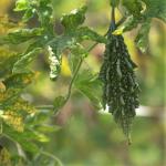 TomorrowSeeds - Black Pearl Bitter Melon Seeds - 15+ Count - for 2026 Planting Indian Bitter Gourd Karela Balsam Pear Fu Qua F1 Hybrid Garden Asian Vegetable Grow Your Own Home Farm Patio Healthy