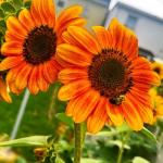 TomorrowSeeds - Orange F1 Sunflower Seeds - 30+ Count - for 2026 Planting Hybrid Giant Sunflowers Pollenless Pink Red Cutting Flower Garden Flowers Grow Your Own Home Farm Patio Healthy Sustainable