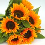 TomorrowSeeds - Orange F1 Sunflower Seeds - 30+ Count - for 2026 Planting Hybrid Giant Sunflowers Pollenless Pink Red Cutting Flower Garden Flowers Grow Your Own Home Farm Patio Healthy Sustainable