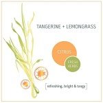 Non-Toxic Kitchen Degreaser - Tangerine Lemongrass 3-Pack