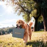 100W Portable Solar Panels with USB & DC Outputs