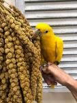 Fresh Sun-Dried Millet for All Pet Birds