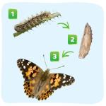 Giant Butterfly Garden Kit with Habitat & Voucher