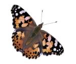 Giant Butterfly Garden Kit with Habitat & Voucher
