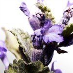 DAVIDOFF Cool Water Eau de Toilette for Men