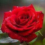 Indian Rose Perfume Oil - Unisex Floral Fragrance