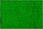 Lancer Tactical 0.20g-0.30g Streamline Competition Grade Tracer Airsoft BBS (Color: Green) X3 (0.25g 4000 Rd)