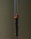 Lavender Noir - Botanical Perfume with Incense & Moss