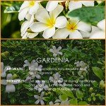 Pure Gardenia Essential Oil for Aromatherapy & Fragrance
