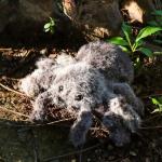 Cuddly Black Apricot Lamb Plush Toy Spider