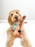 Cute Acoustic Guitar Dog Toy with Squeaker