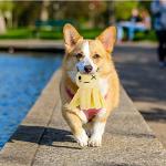 Interactive Yellow Octopus Plush Toy for Cats