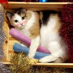 6-Pack Cat Kicker Toys with Sound for Playtime