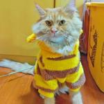 Bumblebee Fleece Hoodie for Small Dogs