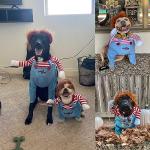 Funny Pet Halloween Costume for Dogs