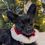 Huxley & Kent Santa Scrunchy for Pets
