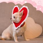 Cute Heart-Shaped Halloween Hat for Pets