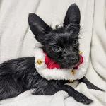 Huxley & Kent Santa Scrunchy for Pets