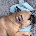 CuddleBun Heartbeat Puppy Toy for Calming Comfort