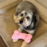 Warm Hug Bone Plush Dog Toy with Lavender